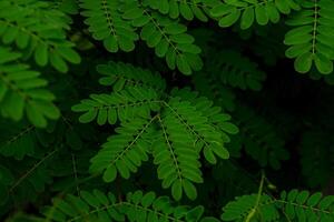 Close-up of vibrant green compound leaves in soft natural light, creating a calm and organic pattern. Perfect for eco themes, nature backgrounds, or botanical design concepts. photo