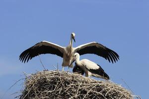 Two birds are standing on top of a nest photo