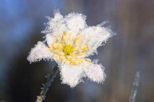A beautiful white flower featuring a bright yellow center is delicately covered in a layer of frost, creating a stunning visual effect photo