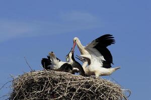 A flock of birds in a nest photo