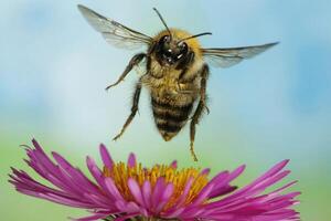 A bee flying over a flower with a blue sky background photo