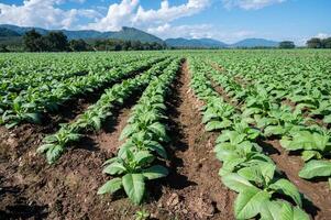 Scenery view of Tobacco plantation in Chiang Rai province of Thailand. Tobacco is a plant grown for its leaves, which are dried and fermented before being put in tobacco products. photo