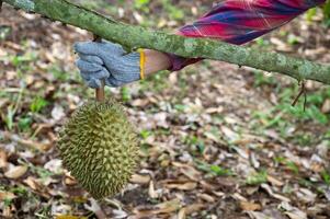 Cropped shot view of farmer hands touching a durian before harvesting. photo