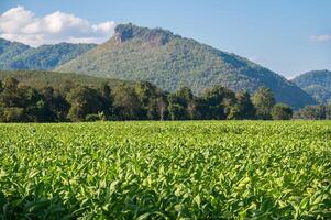 Scenery view of Tobacco plantation in Chiang Rai province of Thailand. photo