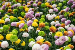 Various colours of Chrysanthemums Pompon flowers grow in the garden. photo