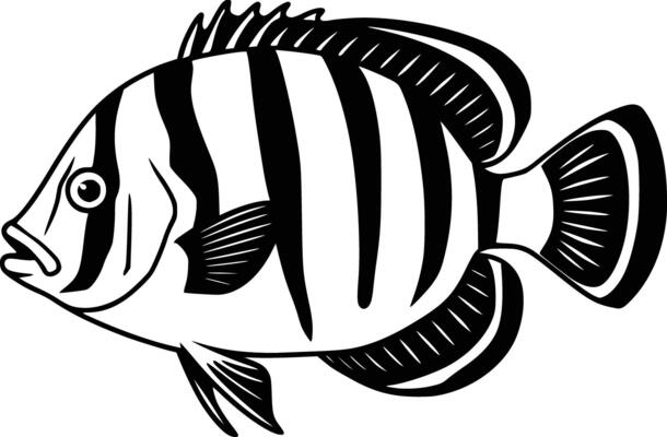 Black and white bold illustrations of a deep sea fish, isolated on white background.