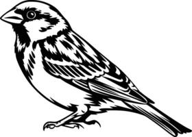 Black and white bold illustrations of a sparrow perched, isolated on white background. vector