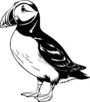 Black and white bold illustrations of a puffin bird, isolated on white background. vector