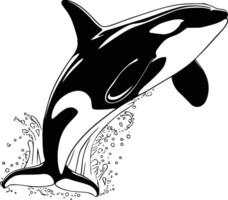 Black and white bold illustrations of a orca breaching, isolated on white background. vector