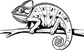 Black and white bold illustrations of a chameleon , isolated on white background. vector