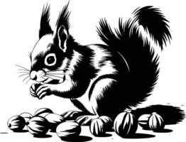 Black and white bold illustrations of a squirrel gathering nuts, isolated on white background. vector