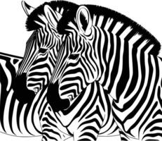 Black and white bold illustrations of a zebra herd, isolated on white background. vector
