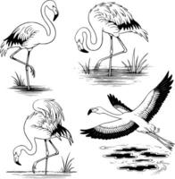 Bold black and white hand-drawn illustrations of 4 elegant flamingos doodling standing on one leg, wading in water, preening feathers, and flying over lakes, isolated on white. vector