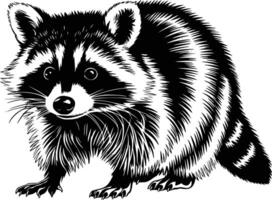 Black and white bold illustrations of a curious raccoon, isolated on white background. vector