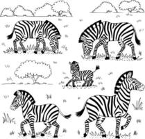 Bold black and white hand-drawn illustrations of 4 cute zebras doodling grazing in open fields, galloping through grasslands, and playing under trees, isolated on white. vector