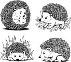 Bold black and white hand-drawn illustrations of 4 cute hedgehogs doodling rolling into balls, scurrying through leaves, resting under bushes, and sniffing around, isolated on white. vector