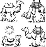 Bold black and white hand-drawn illustrations of 4 camels doodling strolling through deserts, carrying loads, resting under the sun, and playing in the sand, isolated on white. vector