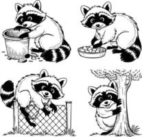 Bold black and white hand-drawn illustrations of 4 raccoons doodling searching through trash, playing with food, climbing fences, and peeking from trees, isolated on white. vector