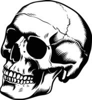 A skull with a missing tooth on a white background vector