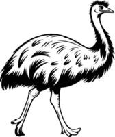 An emu walking in a black and white drawing vector
