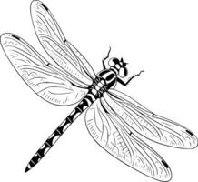 Dragonfly coloring pages and white isolated background vector