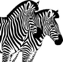 Two zebras standing side by side on a white background vector
