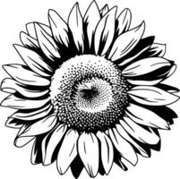 Sunflower coloring pages vector