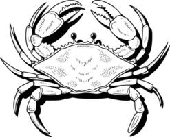 A black and white drawing of a crab and white isolated background vector