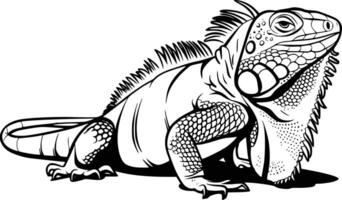 Iguana coloring pages vector