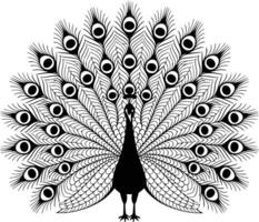 A peacock is standing in front of a white background vector