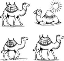 Four different camel drawings in different poses and white isolated background vector