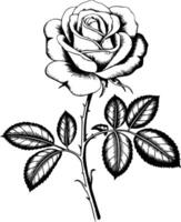 A rose is drawn in black and white on a white background vector