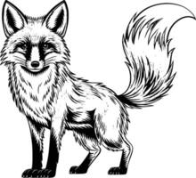 drawing of a fox and white isolated background vector