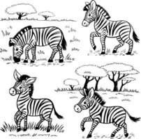 Zebra in the wild vector