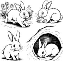 Bunny rabbit set vector