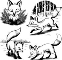 Foxes in the forest vector