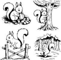 Squirrels in the forest vector