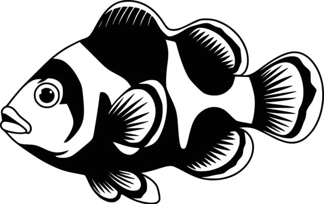 An image of a clown fish on a white background