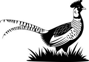 pheasant standing in the grass with a black and white outline vector