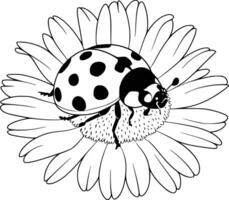 Ladybug coloring pages vector