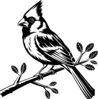 Cardinal bird on branch vector