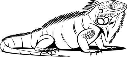 Iguana coloring pages white isolated background vector