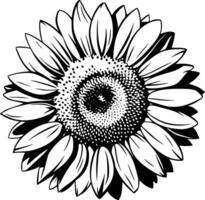 Sunflower coloring pages white isolated background vector