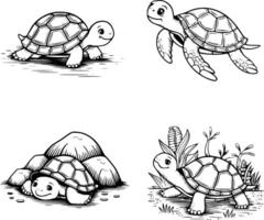 Four turtle illustrations white isolated background vector