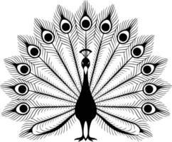 A peacock with its feathers spread out on a white background vector