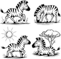 Four zebras in different poses and isolated background vector