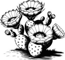 Cactus flower coloring pages vector