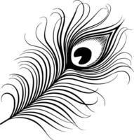 A black and white peacock feather with a long tail and isolated background vector