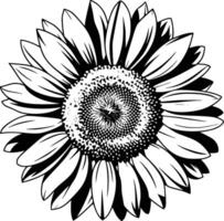 Sunflower coloring pages and isolated background vector