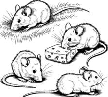 Mouse with cheese vector